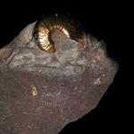 goniatyt spirytyzowany